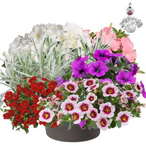 Bild von HP30 XXL Mix 05